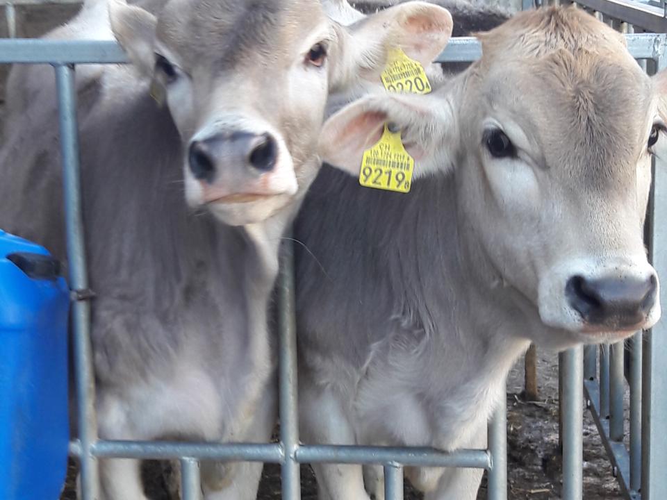 Besuch Käserei und Landwirtschaft