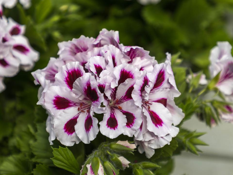 Gärtnerei Rutishauser